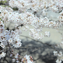 绿水红花采集到白色