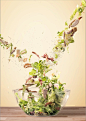 Maxima salad : Visual for a print ad and outdoor poster campaign