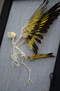黄山椒鸟骨骼标本相框挂墙装饰【已出·欣赏】-淘宝网