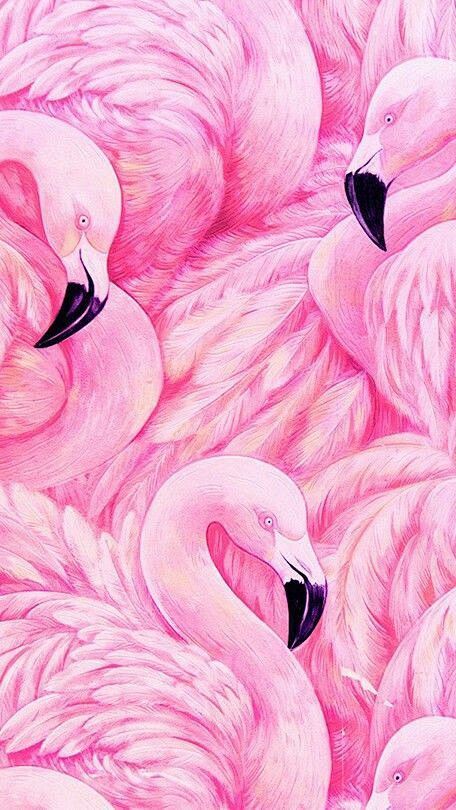 flamingos 