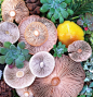 美丽蘑菇 | 摄影师Jill Bliss - 观念摄影 - CNU视觉联盟
