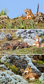 Ethiopian wolf一家的日常~Photographs by: Will Burrard-Lucas & Rebecca Jackrel.领头的雄性也常常会担任保姆的责任，甚至比族群里其他成员更胜任这个工作，对待小孩他显得更有耐心