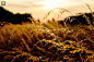 Photograph field of gold by Benjamin Mehnert on 500px