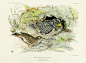 Jemima Blackburn Bird Prints 1862