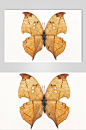 简约风枯叶蝶昆虫生物图片-众图网