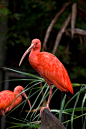 Scarlet Ibis by ~geostant | Beautiful Birds