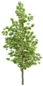 png绿色植物树叶树木
  更多高品质优质采集-->>@大洋视觉