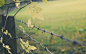 fences grass plants - Wallpaper (#2780510) / Wallbase.cc