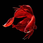#设计分享# 一组金鱼的姿态。逛花瓣看到的，很有美感。侵删，图源O网页链接