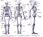 人体骨骼的搜索结果_百度图片搜索