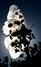 Photograph parnassius apollo 