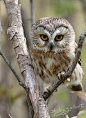 Owl Cute Wildlife Photo 5x7 by SonnysPics on Etsy, $18.00