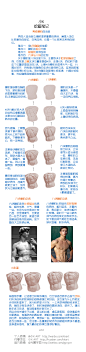 【小K绘画笔记】
〖男性腹肌〗。
个人微博：http://weibo.com/kkart_人体结构 _素材采下来 #率叶插件，让花瓣网更好用#