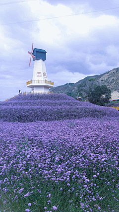 山塘街甜甜的荠菜采集到壁纸-紫色系