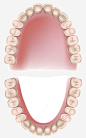 牙齿健康分析图png免抠素材_新图网 https://ixintu.com 牙痛 牙医医生 牙齿疼痛 牙齿治疗