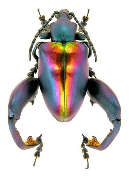 beetle: 