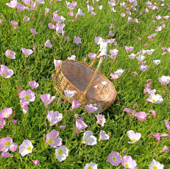 路得(′▽`ʃ♡ƪ)采集到♫ 动植博物，花鸟虫鱼