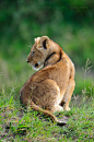 Photograph Lion Cub by David Lloyd on 500px