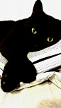 Do not disturb - black kitty