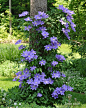 Clematis growing on a wire frame around the tree: