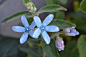 天蓝尖瓣木 Tweedia caerulea（Oxypetalum caeruleum）