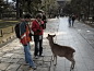 原来在奈良喂鹿还有互相鞠躬的传统吗