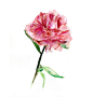 Watercolor Peony Flower. Peony Rose Aquarelle. Art Print Flower Watercolor painting. Zen drawing. #采集大赛#
