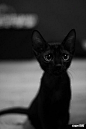 惹人怜爱的小黑猫