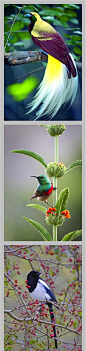 鸟 旅行风景-美丽的风景 植物/花卉 风光/摄影 田园/园艺 *-*蝉噪林逾静，鸟...
