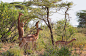 长颈羚Litocranius walleri偶蹄目牛科长颈羚属
Long-necked Antelope by Csilla Zelko on 500px