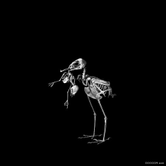 SWY-ART采集到【生物】骨骼照片