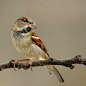 Photograph sparrow portrait by wise photographie on 500px