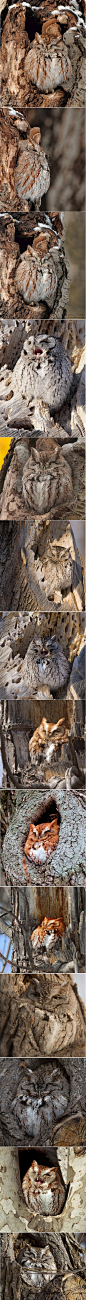 东美角鸮 Eastern Screech Owl 可爱猫头鹰图集