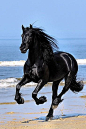 Black Friesian horse running on the beach - Portfolio Paardenfoto's « Hypo Focus Paardenfotografie: 