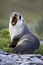 食肉目·海狮科·海狗亚科·南海狗属：亚南极海狗