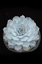 丽娜莲 拉丁名: Echeveria lilacina 丽娜莲白色的叶片边缘呈现美丽的粉色，并呈现明显的波折状，妖娆的姿态像是拟石莲花属中的女王，非常引人注目。养护起来很容易，天气凉爽的秋冬季节，叶片的粉色会更加明显。春秋天的生长季节，土干透后浇透水 。夏季避免阳光直射，需要适当遮阴，并且减少浇水。冬季在室内养护，少水多日照。