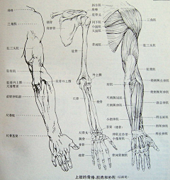 山沟野人采集到肌肉--解剖--骨骼--结构