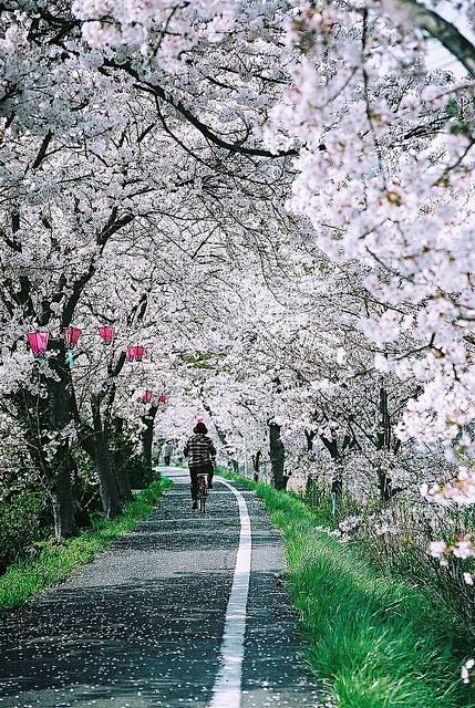 Cherry trees in Japa...
