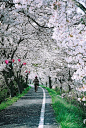 Cherry trees in Japan