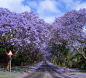 南非的蓝花楹路，从约翰内斯堡延伸到比勒陀利亚。
