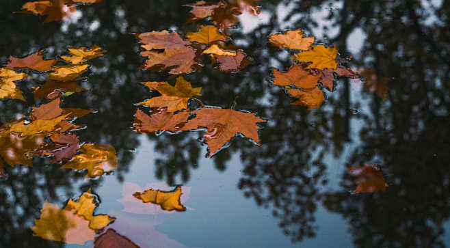 Fall - Phoenix Tree ...