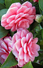 Camellias