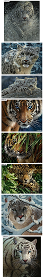 美国艺术家Collin Bogle画出来的白老虎。从自然界美妙生物汲取灵感的Collin Bogle，用水彩、彩色铅笔、蜡笔等画出了由老虎、狼、熊、鹿、小鸟、鹰、花卉等野生动植物组成的，极其逼真的自然界。他认为在这些绘画中，光是最主要的角色，光与影的变幻让画作呈现出自然的本色。

如果野生世界最终只存在于画中，这将是人类最大的罪过。