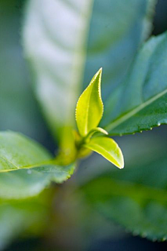 乙舞洋子采集到茶