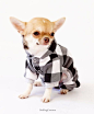 Chihuahua clothes XS dog hoodies Small dog sweater Dog coat Dog outfits Chihuahua Dog clothes Yorkie Dog jacket Small dog clothes