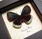 Real Framed Eumaeus Minyas 8189v | Real Butterfly Gifts Framed Butterflies and Insect Displays