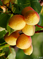 巴旦杏，原产於西南亚的一种乔木及其可食种子或坚果。
#水果#
