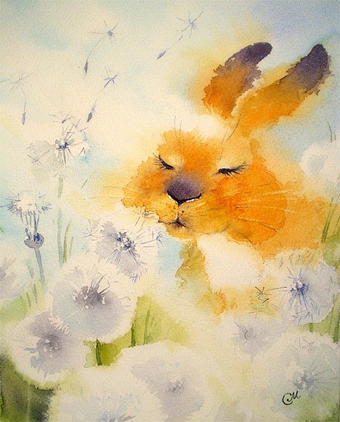 兔子の花