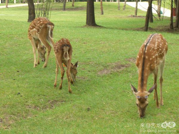 哈尔滨培训回来的思索……:太阳岛公园, ...