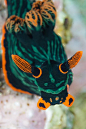 Nudibranch ;) | Diving adventure | Pinterest